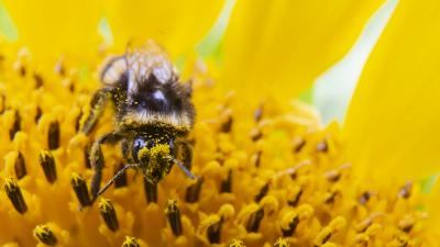 Bee on sunflower